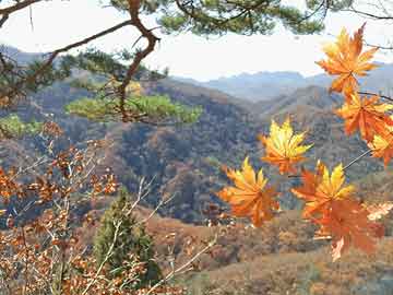 狮牙实时价格概述及文献综述