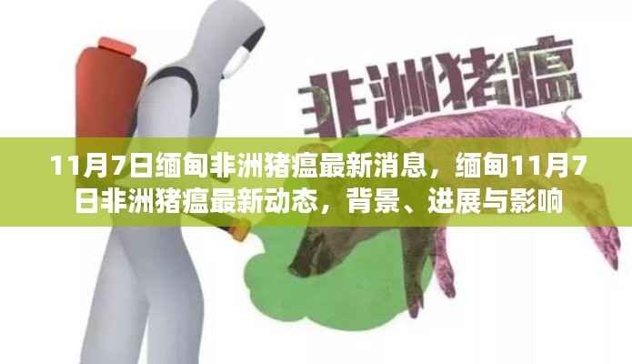 缅甸非洲猪瘟最新动态,背景、进展与影响(11月7日更新)