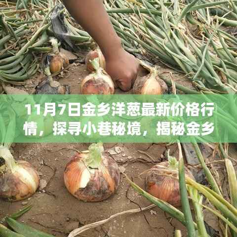 金乡洋葱最新行情揭秘,味蕾与财富的奇妙交汇点