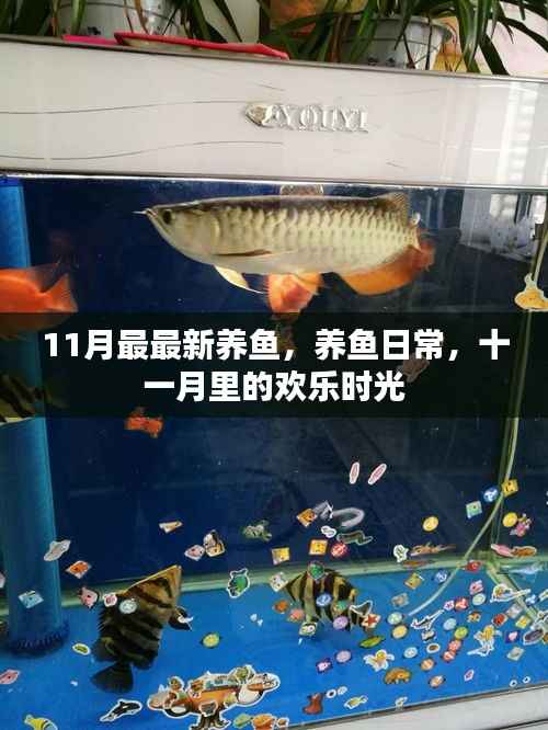 十一月养鱼日常,欢乐时光的记录