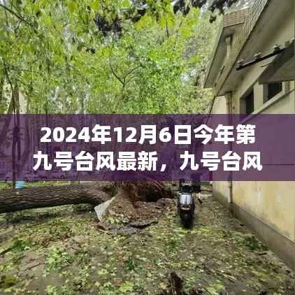台风九号下的温馨日常,风雨中的友情与爱传递 2024年最新报道