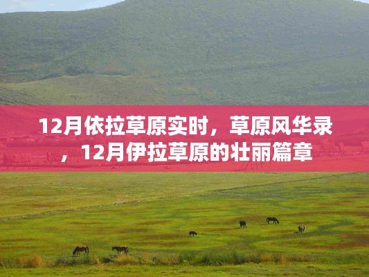 12月伊拉草原壮丽风华录,草原实时壮丽篇章
