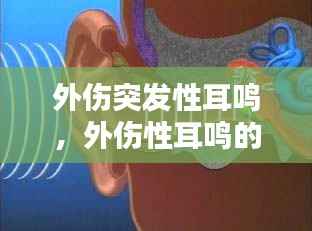 外伤突发性耳鸣,外伤性耳鸣的成因