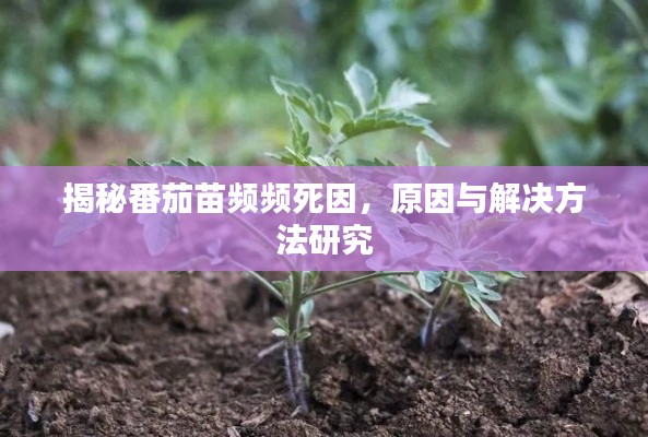 揭秘番茄苗频频死因,原因与解决方法研究
