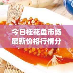 今日桂花鱼市场最新价格行情分析