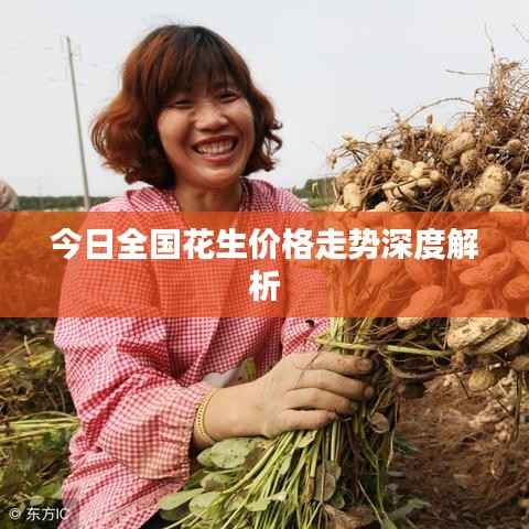 今日全国花生价格走势深度解析