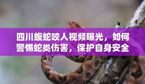 四川蝮蛇咬人视频曝光,如何警惕蛇类伤害,保护自身安全