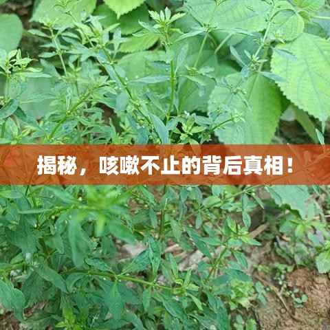 揭秘，咳嗽不止的背后真相！