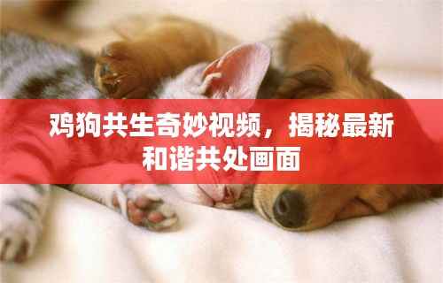 鸡狗共生奇妙视频,揭秘最新和谐共处画面